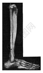 外观的日本人下大腿和脚骨骼刻有古老的画图解190年从宇宙和人类中图片
