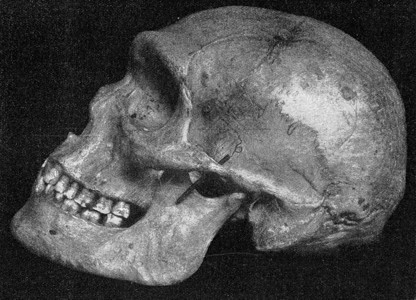 一个原始的澳大利亚人头骨的侧面视图有着非常明显的超轨道膨胀古老的刻画图来自宇宙和人类190年背景图片