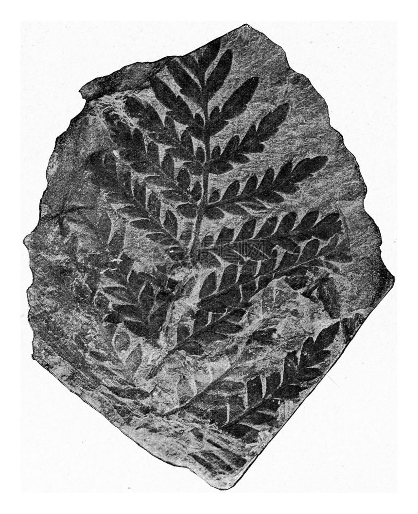 被保存为高碳纤维煤的FossilFern叶子刻有古老的插图190年从宇宙和人类那里得到的图片
