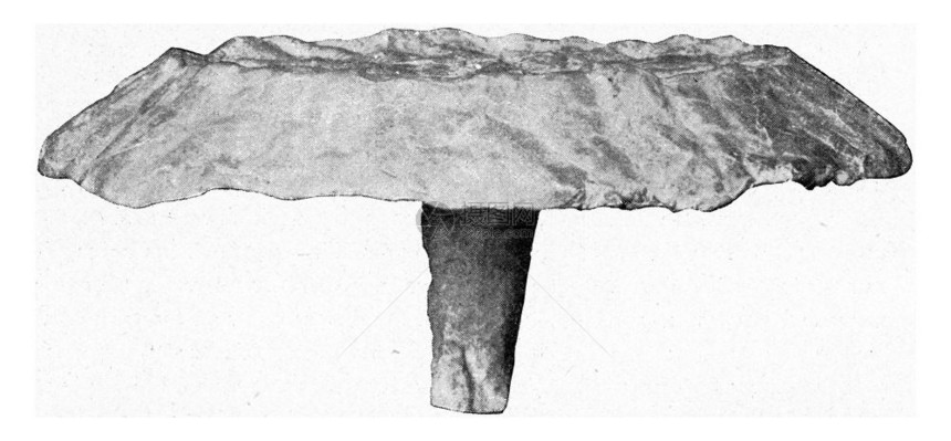 海绵六氯环十二烷甲壳鲸脂优雅的侧面观点用文字刻画的图解190年宇宙与人类190年图片