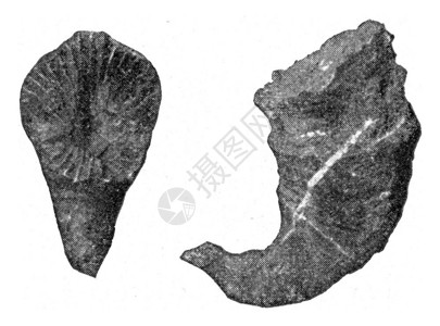 190年宇宙与人类中刻有古代画的碳纤维之扎弗伦迪斯背景图片