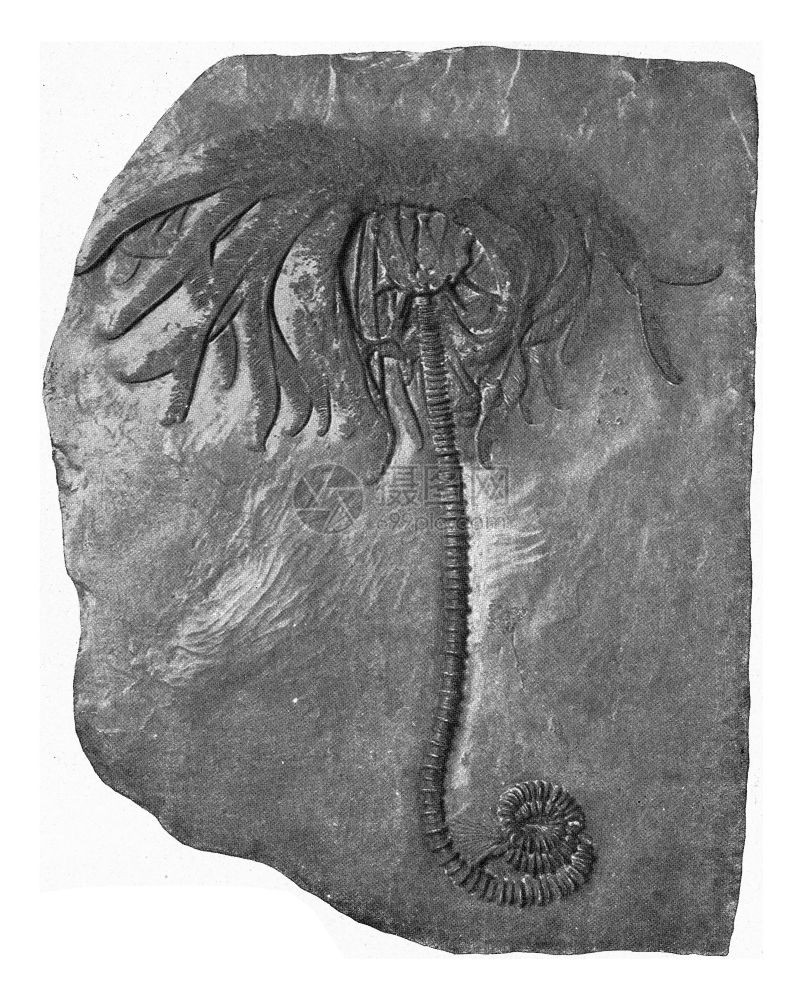 Acanthocinusrex下德文罗南河流域的精华刻有古典的插图190年从宇宙和人类中图片