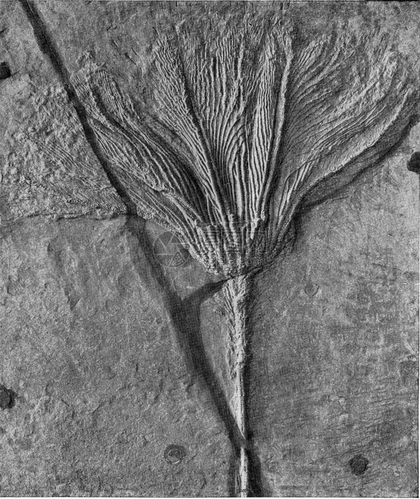 Swabia上层的Fossil孔刻有古老的插图来自宇宙和人类190年图片