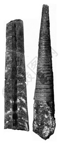 Carapaces被分为上波希米亚锡鲁里安的Nautiloides化石室刻有古代的插图190年从宇宙和人类中背景图片