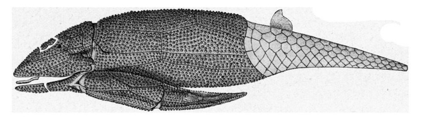 阿斯特罗尔皮俄德文的贝壳鱼古代刻画图190年来自宇宙和人类图片