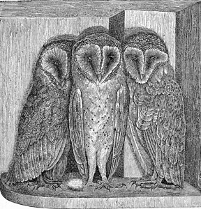 谷仓猫头鹰StrixFlammea古老的雕刻插图来自Zoolog的DeutchVogel教学背景图片