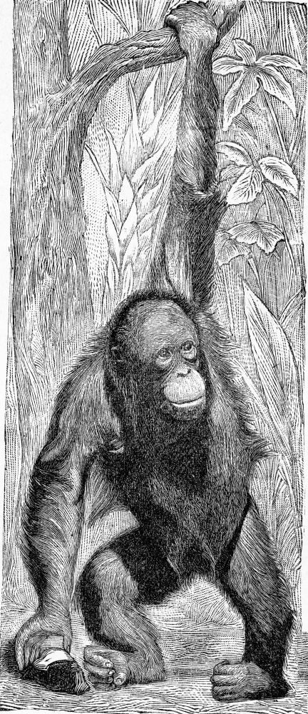 Orangutan古代刻画插图来自Zoolog的DeutchVogel教学图片