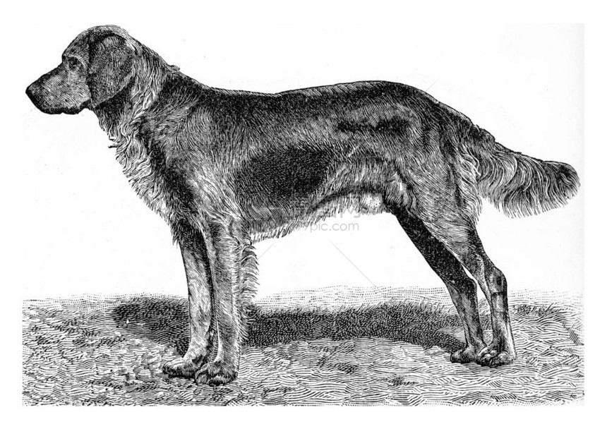 这只狗古代刻画的插图来自佐伊科的DeutchVogel教学图片