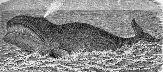 弓形弓头鲸古代雕刻的插图来自动物学的DeutchVogel教学背景