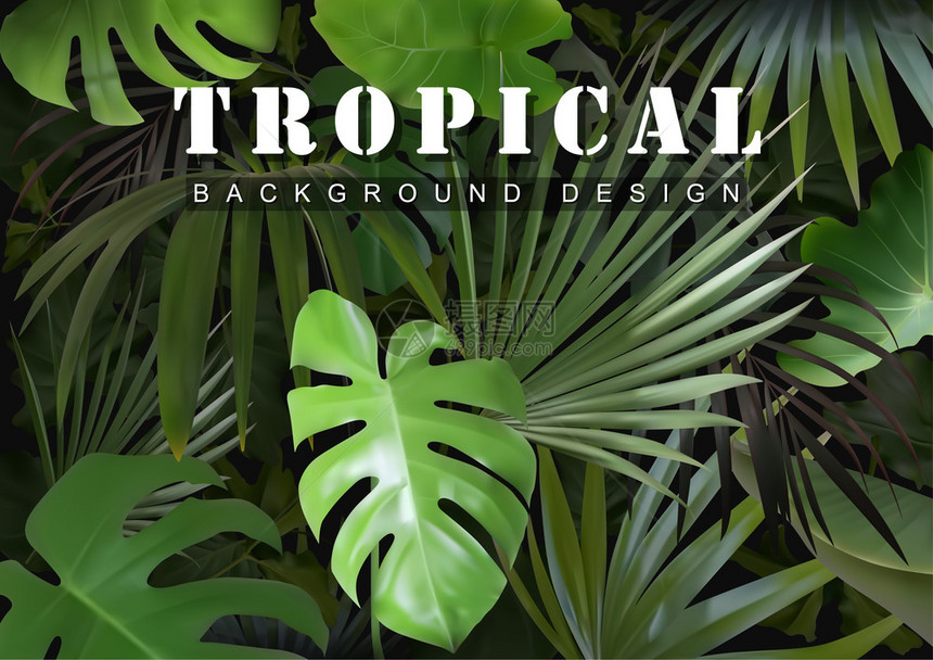 热带丛林植物的背景图片