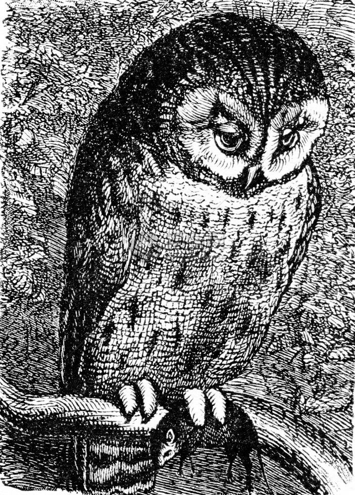 猫头鹰古代雕刻的插图1890年的大自然之王图片