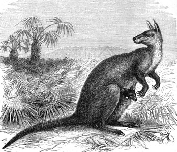 巨型袋鼠古代刻字插图来自PaulGervais的动物元素图片