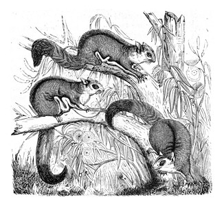 Penaurista古代刻画插图来自PaulGervais的动物元素图片