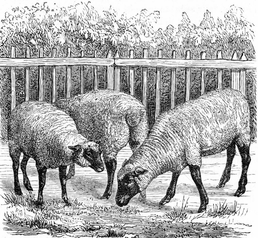英国品种的羊群被称为南下古老的雕刻图来自保罗格尔瓦斯的动物学元素图片