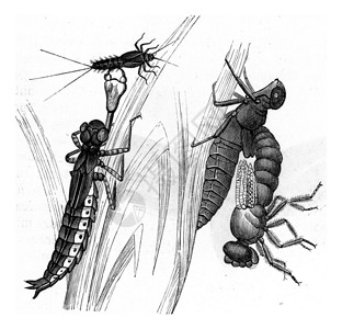龙尖蝇的变形古代雕刻的插图来自PaulGervais的动物元素图片