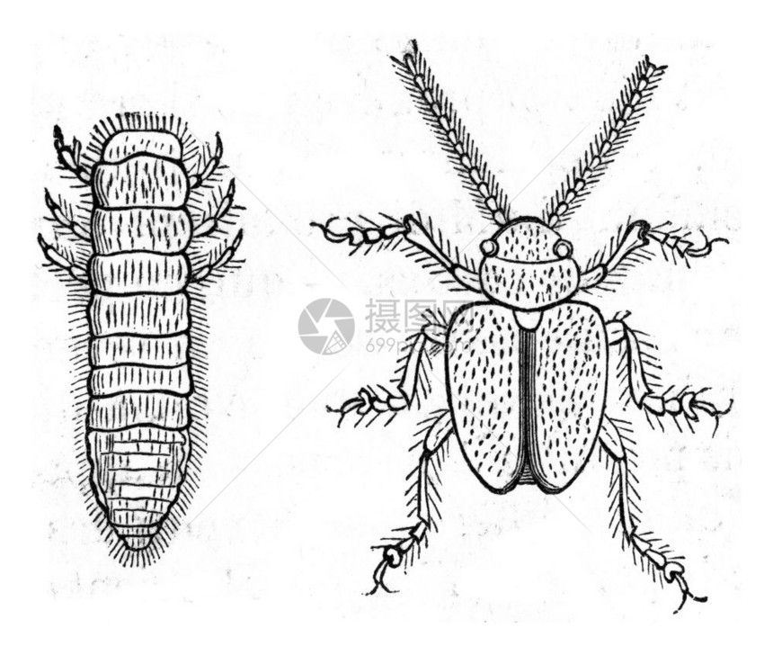 Alfalfa幼虫和成年状态的Colaspis古代刻字插图来自PaulGervais的动物学元素图片