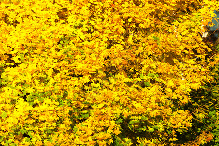 明亮多彩的秋叶红树黄色橙自然背景黄秋叶树枝背景图片