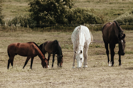 夏季或春马群聚集在草地上夏季马群聚集在草地上图片