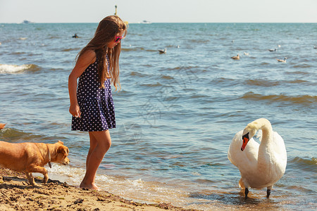 大白狗照顾和保障动物安全幼女喂养小天鹅玩耍孩和大白海鸟玩得开心女孩和成年天鹅玩耍背景