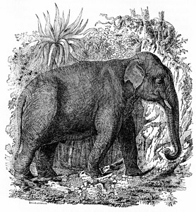 印度大象180年动物自然史图片