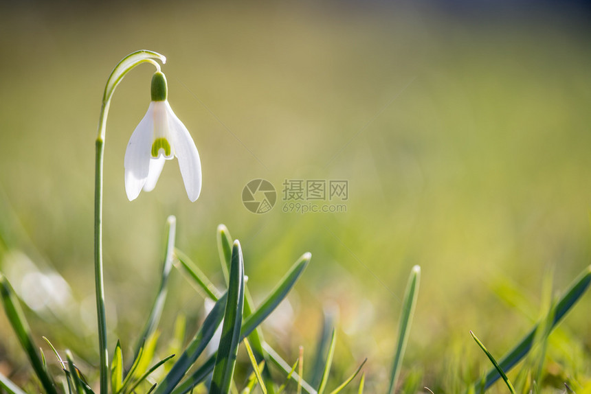 美丽的孤立白雪花朵背景模糊春天图片