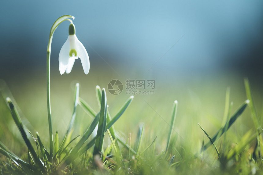 美丽的孤立白雪花朵背景模糊春天图片