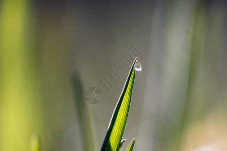 在草原上贴近一滴水背景图片