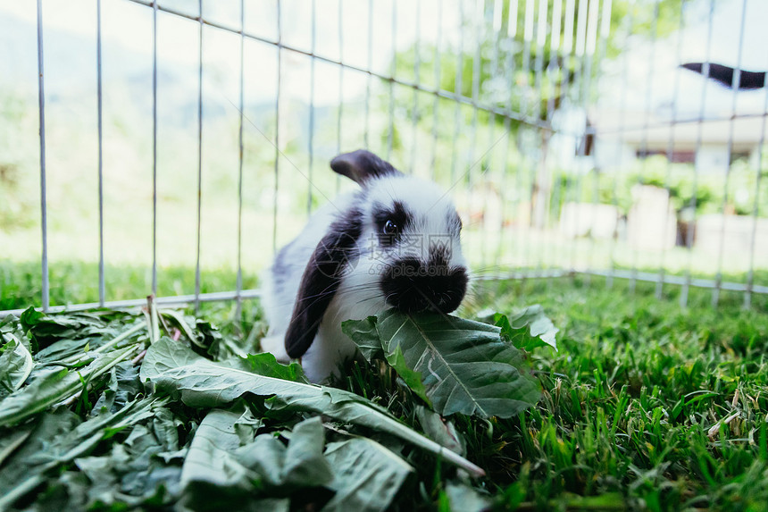 小可爱兔子在户外院里吃沙拉绿草春天图片