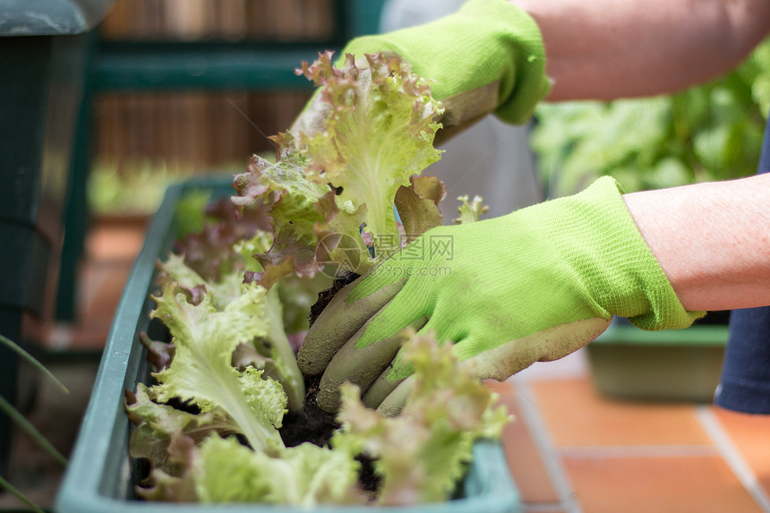 有绿色工作手套的妇女在自己花园城市艺中种植沙拉树苗图片