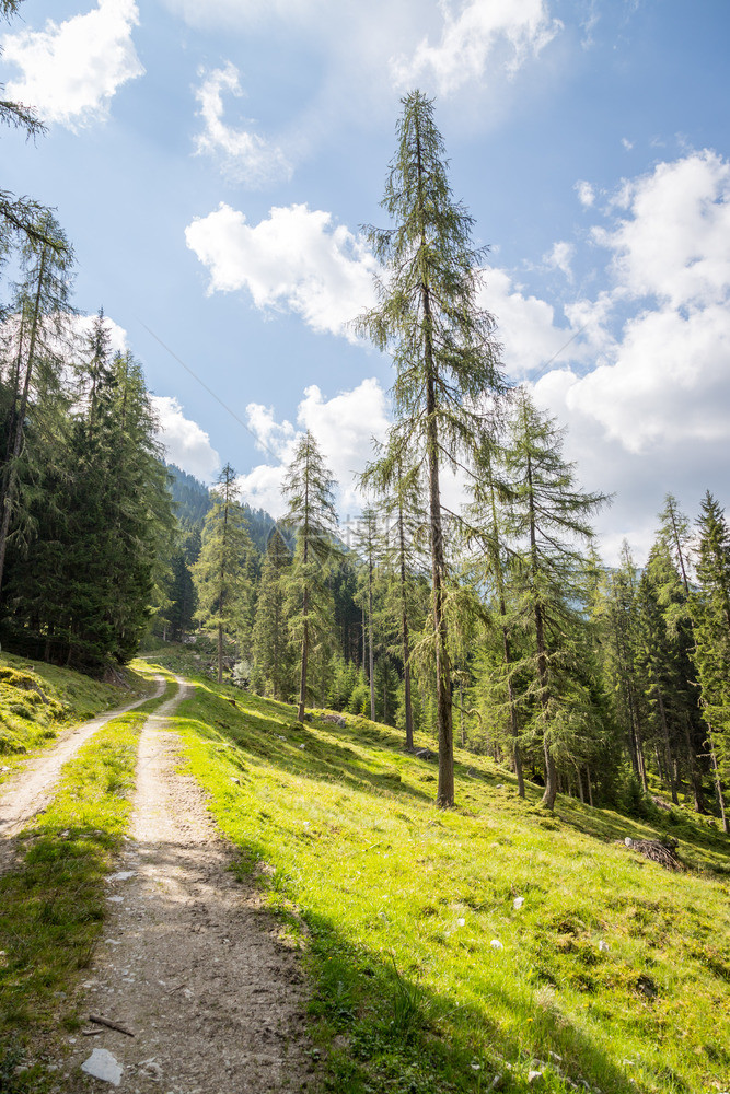 阿尔卑斯山的古景观草原树木山脉和蓝天空的美丽景色图片
