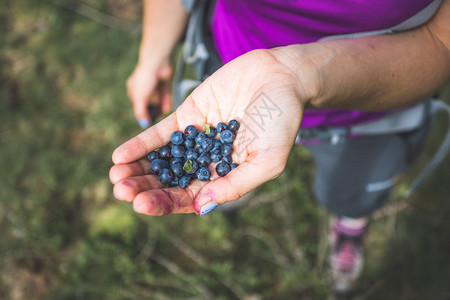在山上徒步时采摘或收集新鲜的成熟蓝莓高清图片