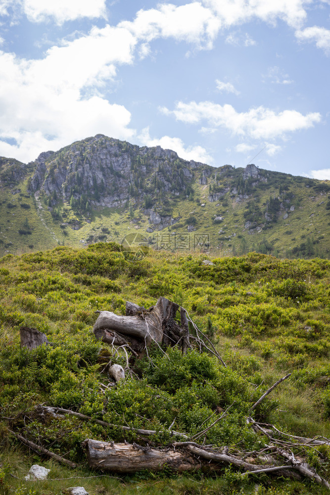 阿尔卑斯山景观草地森林山区和蓝天图片