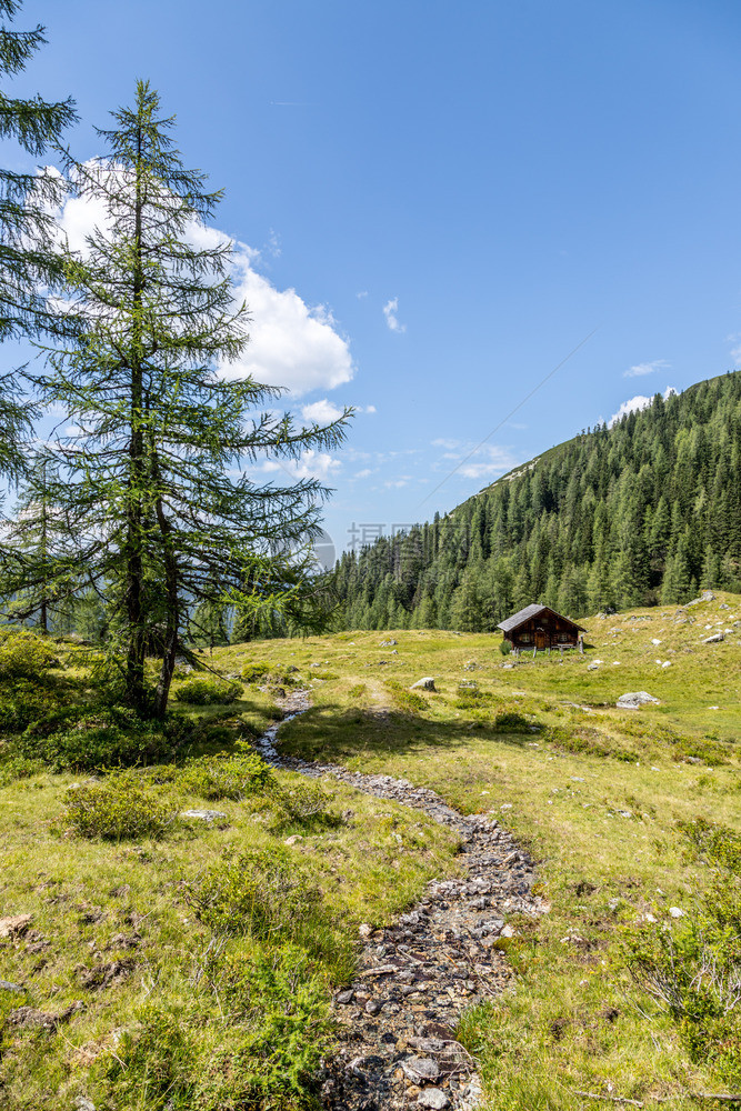 阿尔卑斯山景观草地森林山区和蓝天图片