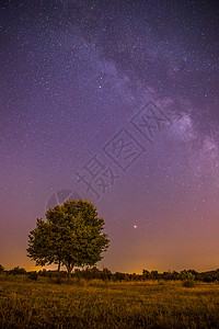 紫色的夜美丽的夜景有星草地和一棵树温暖的紫色背景