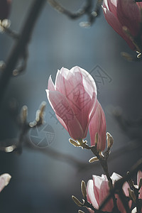 春天的木兰花粉红色美丽的花朵图片
