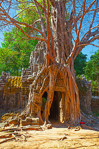 在柬埔寨吴哥的防洪水中被巨树缠绕而成的废墟图片