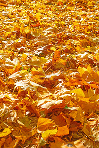 黄色坠落的叶秋季背景和您自己文本的空间图片