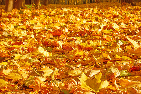 黄色落叶秋季背景和您自己文本的空间浅色DOF高清图片
