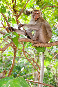 Macaquerhesus树枝上的猴子图片