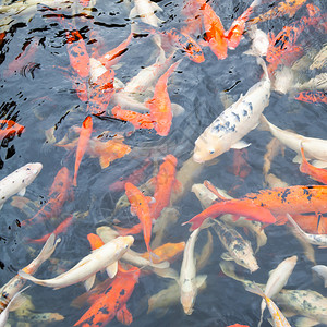 Koi池塘中不同颜色的日本鲤鱼图片
