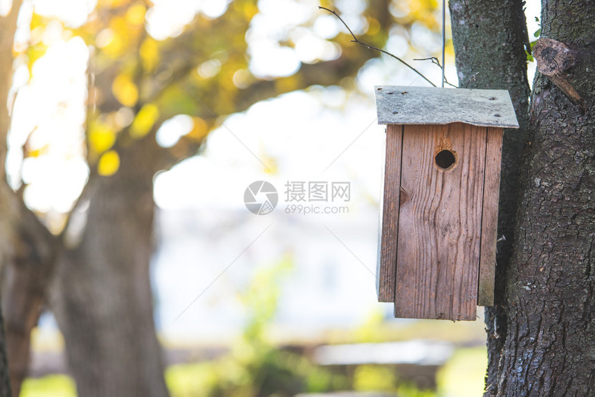 树上的鸟屋图片