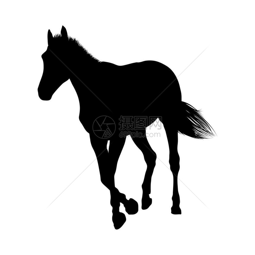 高度细化的平滑矢量说明马的轮廓图片