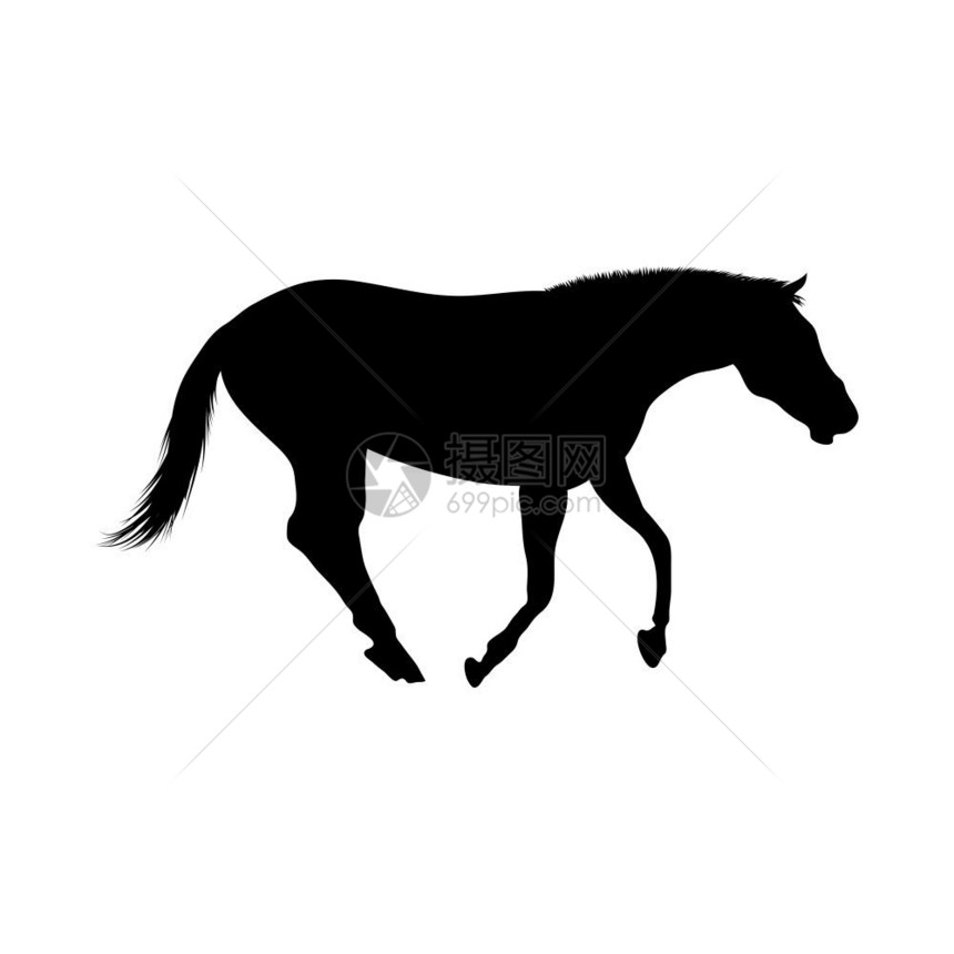 高度细化的平滑矢量说明马的轮廓图片