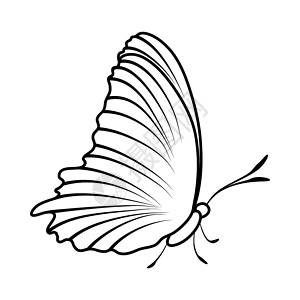 纹身黑白素材蝴蝶的图样大纲设计矢量说明背景