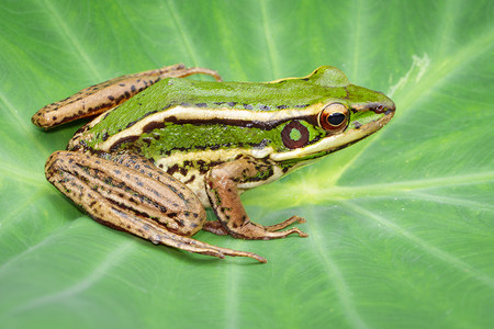 春天青蛙绿青蛙或Ranaerethraea在绿叶上背景