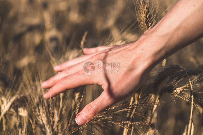 男农民在田里摸小麦耳朵日落图片