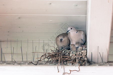 小鸽鸟和妈坐在巢里高清图片