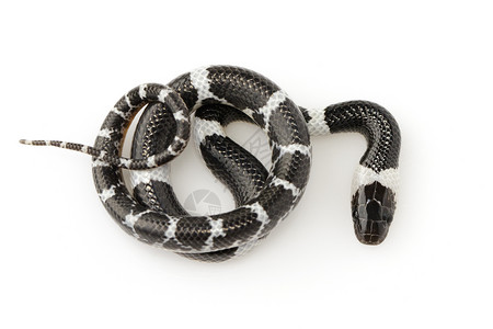 白色背景的小蛇Lycodonlaoensis的图像背景图片