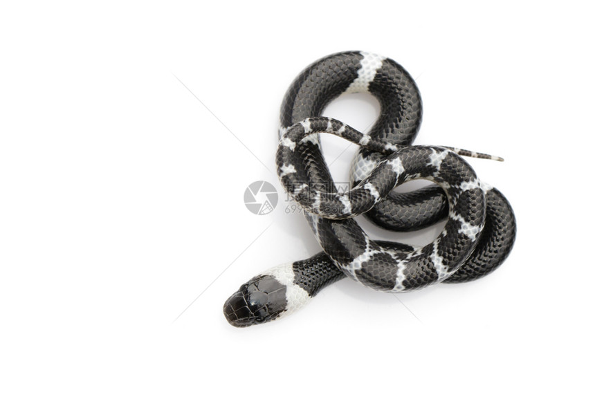 白色背景的小蛇Lycodonlaoensis的图像图片