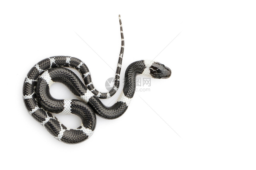 白色背景的小蛇Lycodonlaoensis的图像图片